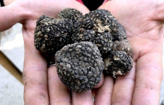 Basket of fresh black summer truffles harvested in Tuscany