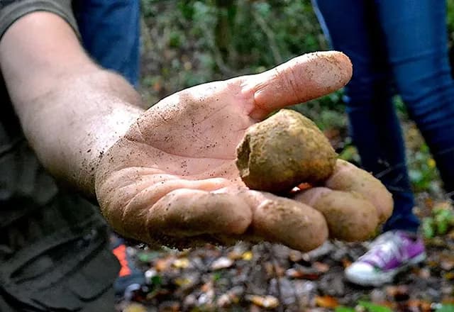 Small group of travelers following a truffle hunter through Tuscan woodland