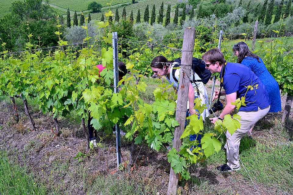 Vineyard in Chianti