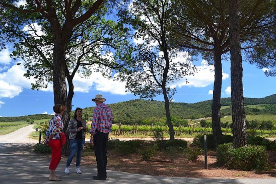 Vineyards in Bolgheri 