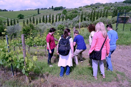 Vineyard in Chianti Rufina