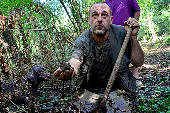 A truffle hunter just found a truffle in the woods in Tuscany during a truffle hunt with its trained dog