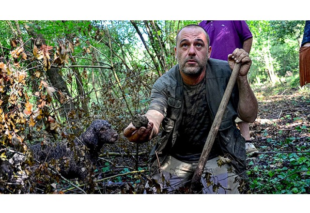 A truffle hunter just found a truffle in the woods in Tuscany during a truffle hunt with its trained dog