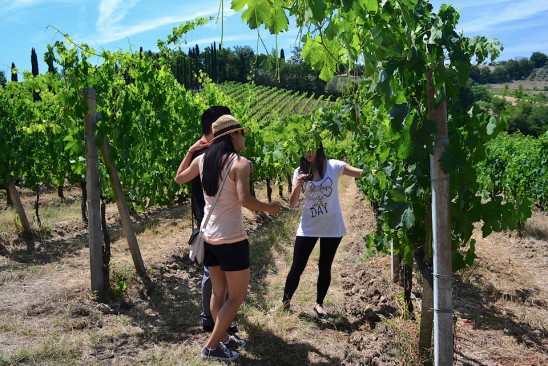 Vineyard in San Gimignano for Vernaccia grape