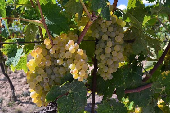 Vernaccia di San Gimignano grape